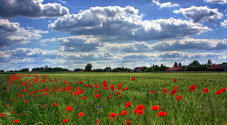 Příroda, zdroj: www.pixaby.com, Licence: CC0 Public Domain / Příroda, zdroj: www.pixaby.com, Licence: CC0 Public Domain /