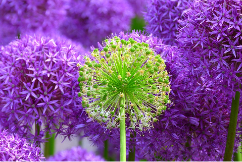 květiny, zdroj: www.pixabay.com, CC0 Public Domain
