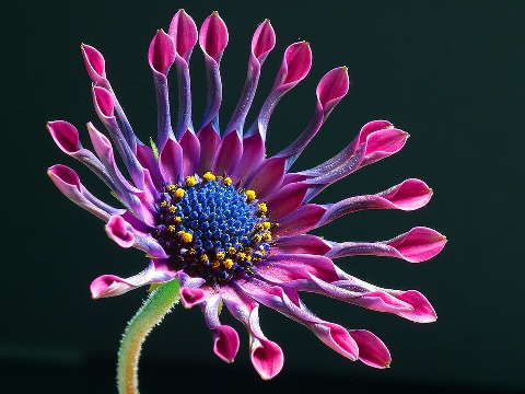 květina, zdroj: www.pixabay.com, CC0 Public Domain 