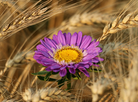 květina, zdroj. www.pixabay.com, CCO