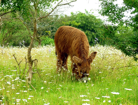 oslík, zdroj: www.pixabay. com, CCO