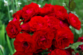růže, zdroj: www.pixabay.com, CC0 Public Domain 