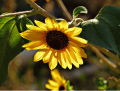 slunečnice, zdroj: www.pixabay.com, CC0 Public Domain 