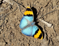 Motýl, zdroj: www.pixabay.com, CC0 Public Domain 