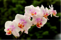 orchideje, zdroj: www.pixabay.com,  CC0 Public Domain 