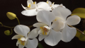 orchideje, zdroj: www.pixabay.com, CC0 Public Domain