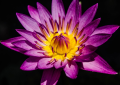 květina, www.pixabay.com, CC0 Creative Commonshttps://pixaba