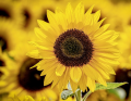 slunečnice, zdroj: www.pixabay.com, CCO